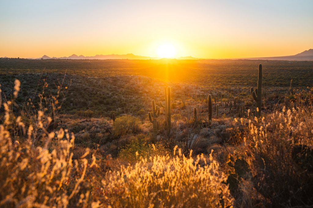 The 15 Most Underrated National Parks in America - Saguaro