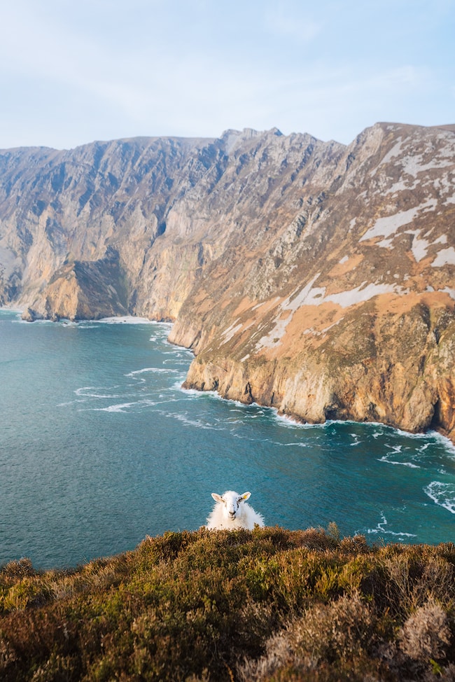 Slieve League Cliffs sheep