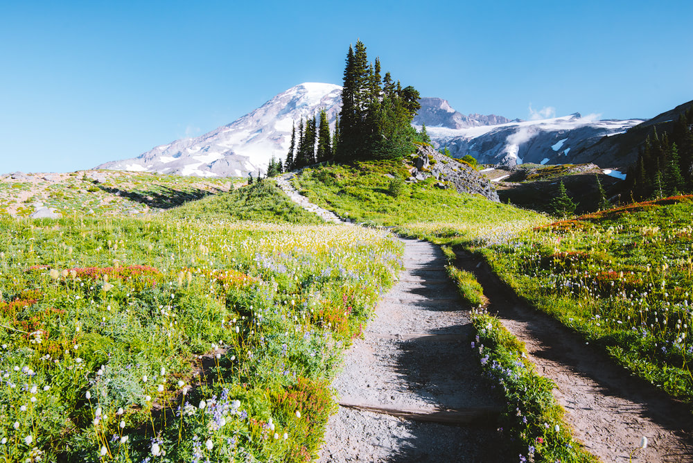 Mount Rainier National Park Guide - Everything You Need to Know - Renee Roaming - Paradise