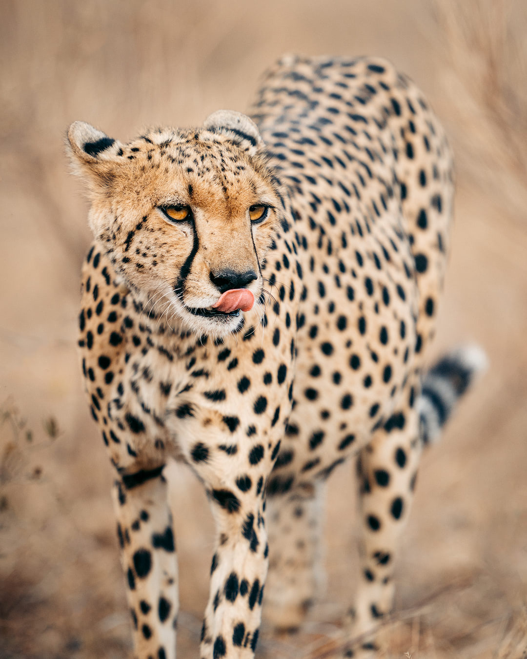 A Magical Stay at Ashnil Samburu Camp, Kenya - Cheetah
