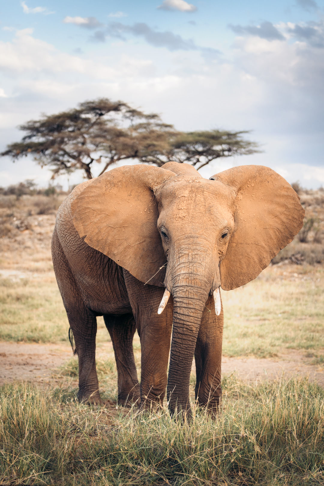 A Magical Stay at Ashnil Samburu Camp, Kenya - Elephant