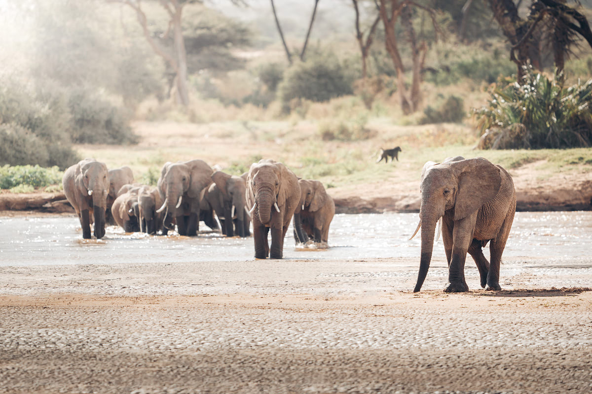 A Magical Stay at Ashnil Samburu Camp, Kenya - Elephants