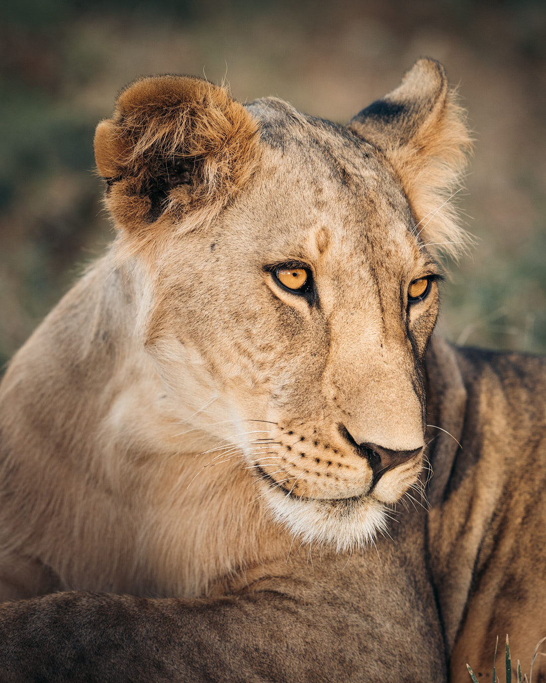 A Magical Stay at Ashnil Samburu Camp, Kenya - Lion Portrait