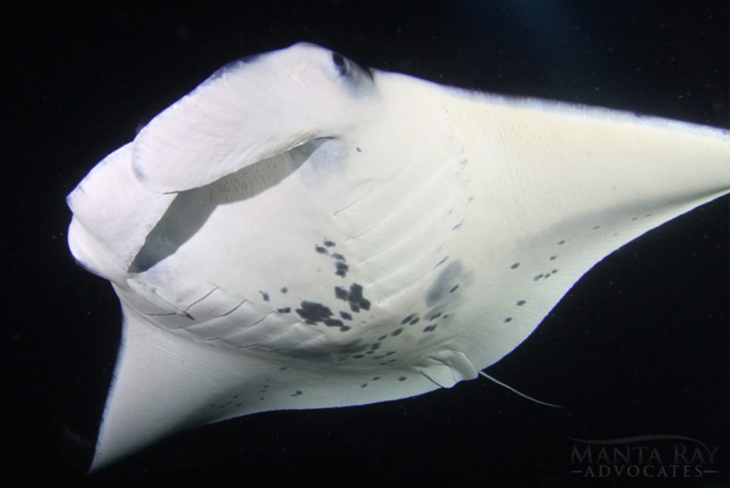 Manta Rays Night Swim