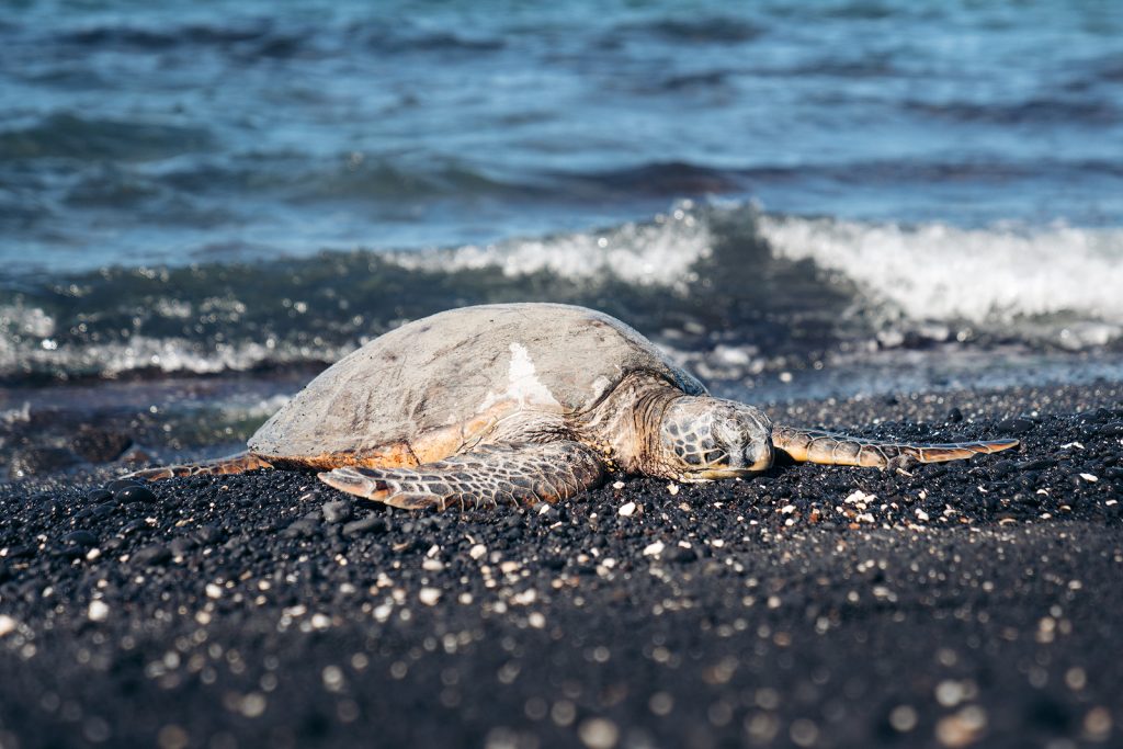 Sea Turtle