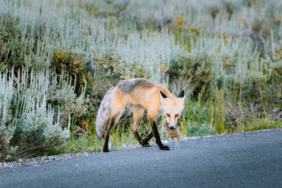 The Ultimate Guide to Exploring Grand Teton National Park - Wild Fox