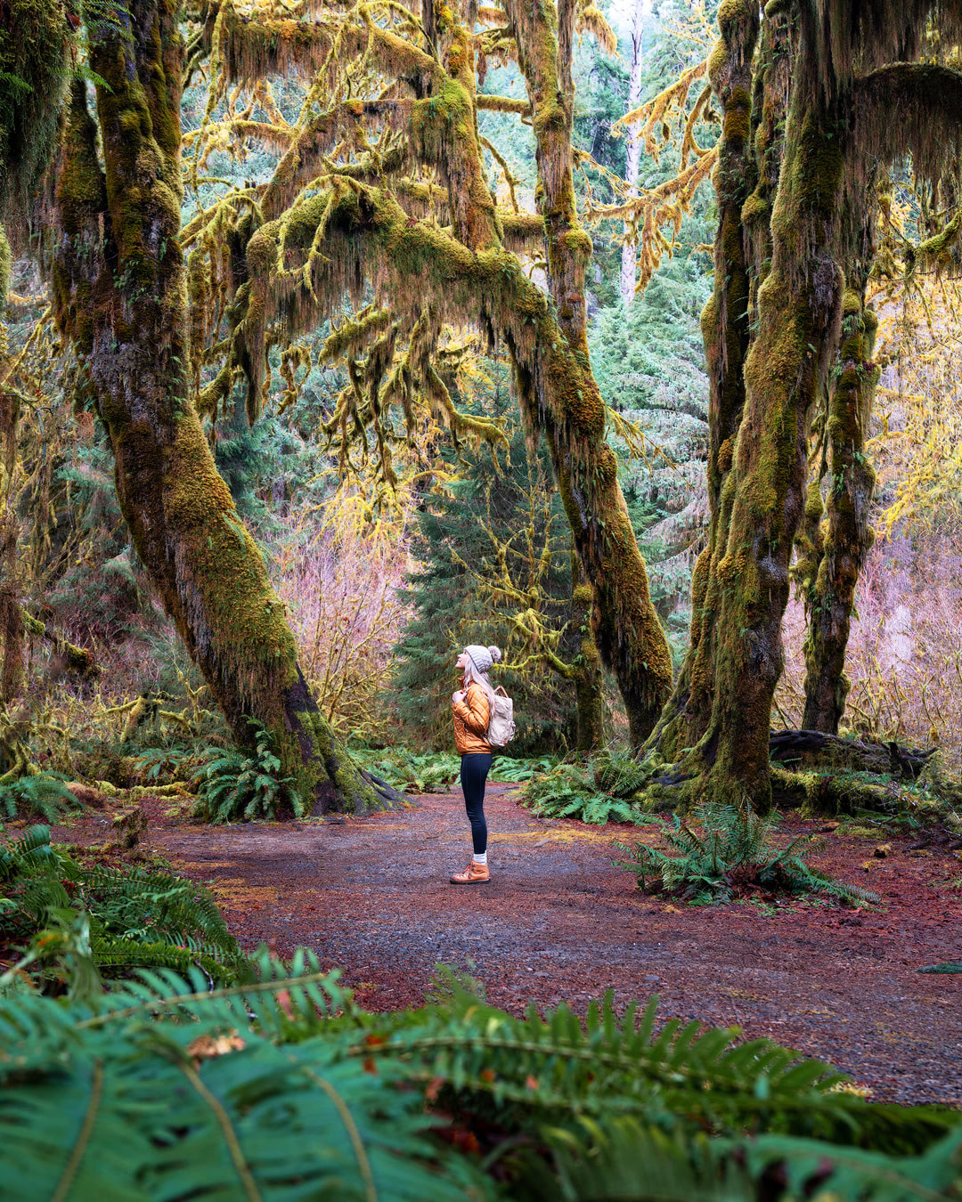 Beginner Friendly Hikes in Washington State - Hoh Rainforest Hall of Mosses Trail