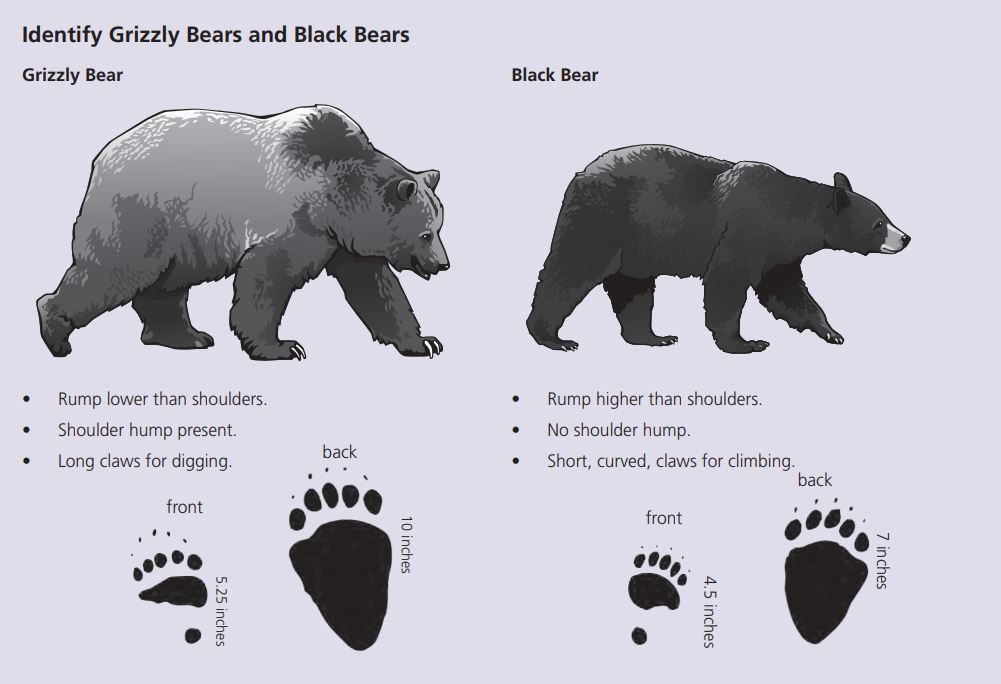 How do you tell the difference between a black bear and a grizzly bear