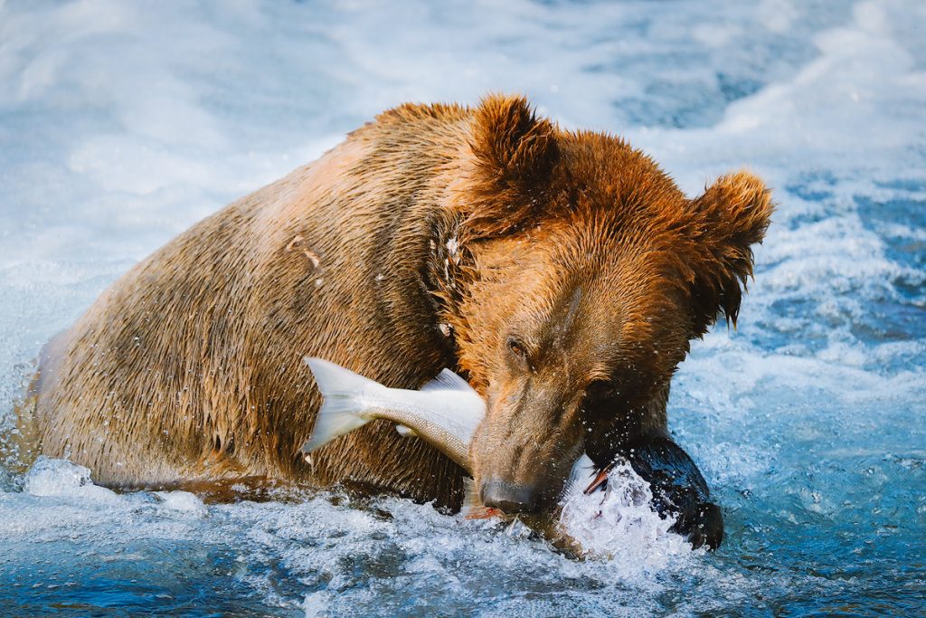 Introduction to Bear Safety when Hiking and Camping - Bear photography in Katmai National Park Alaska