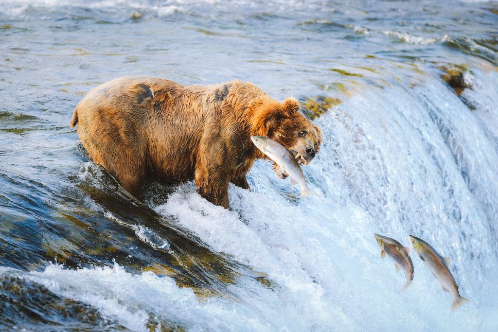 Introduction to Bear Safety when Hiking and Camping - Camping in Bear Country in Katmai National Park Alaska