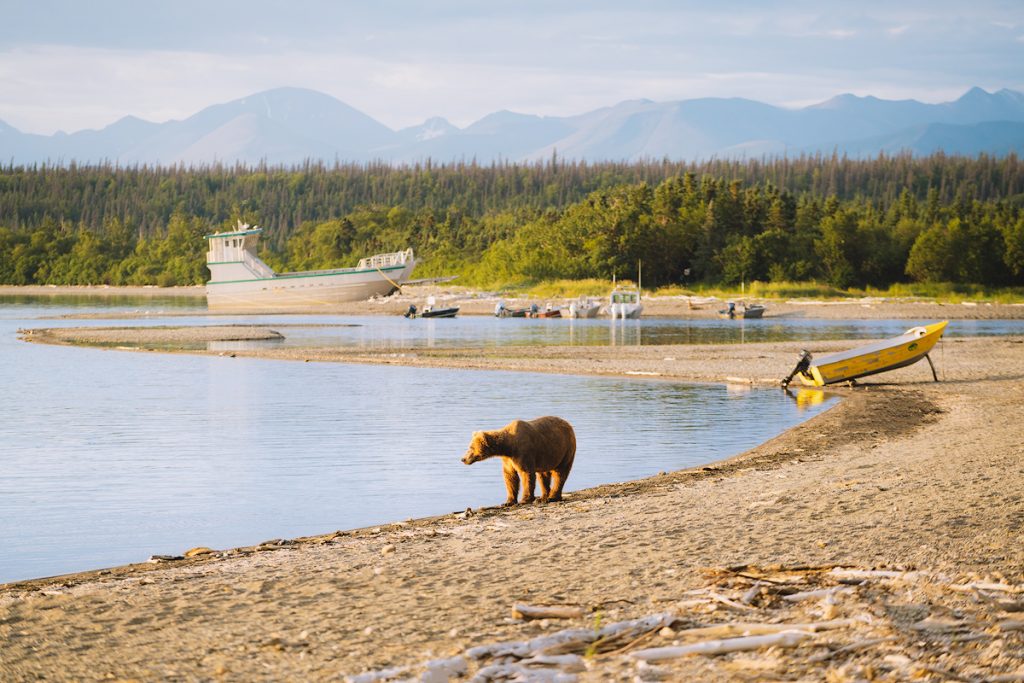 Introduction to Bear Safety when Hiking and Camping - Camping in Bear Territory in Katmai National Park Alaska