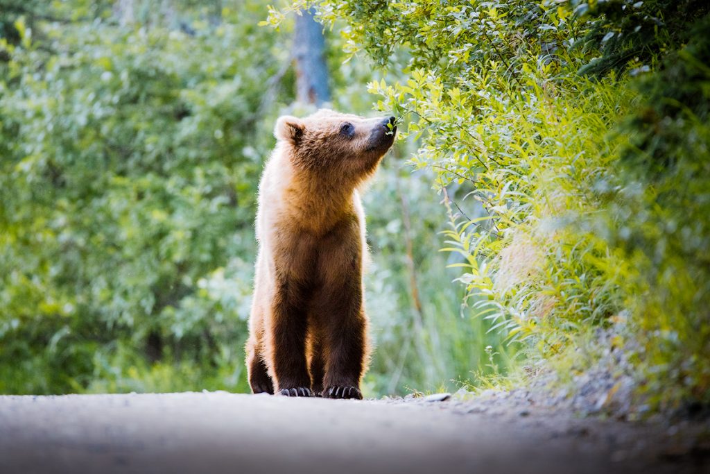 Introduction to Bear Safety when Hiking and Camping - Hiking with bears in Katmai National Park