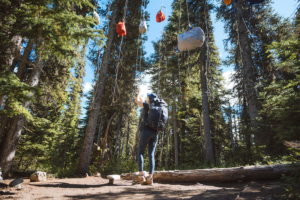 Introduction to Bear Safety when Hiking and Camping - hanging a bear bag in Garibaldi Provincial Park