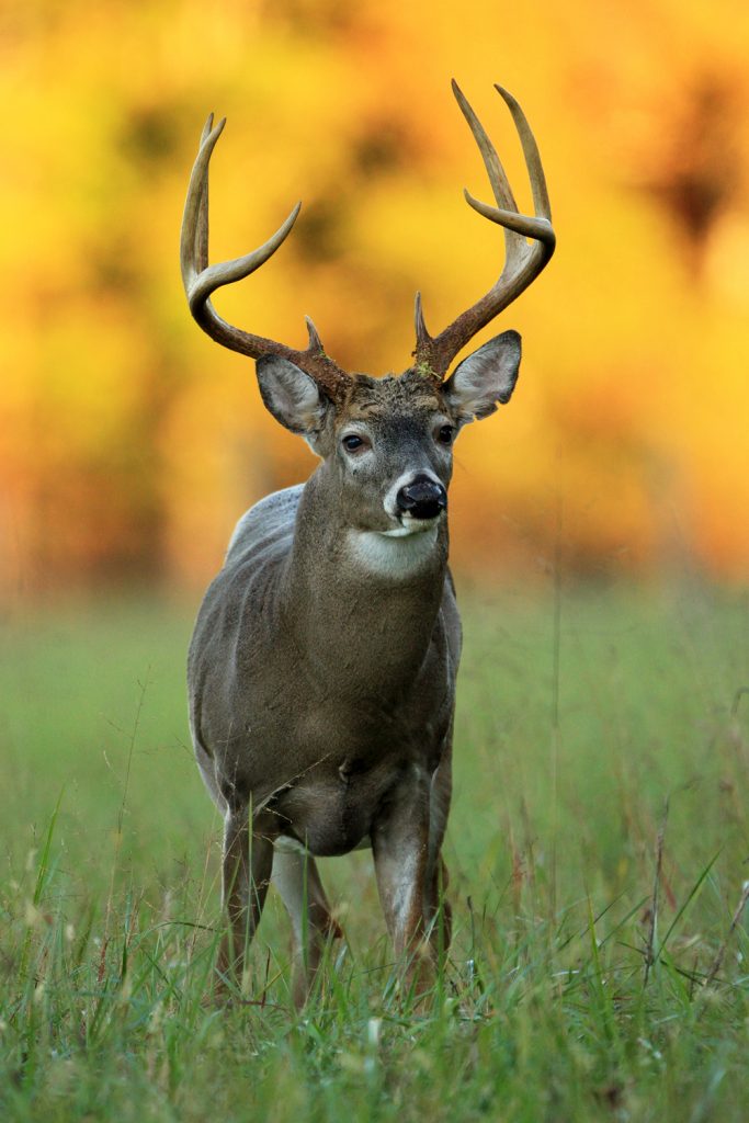 12 Best National Parks To Visit In The Fall - Great Smoky Mountains National Park Cades Cove Deer