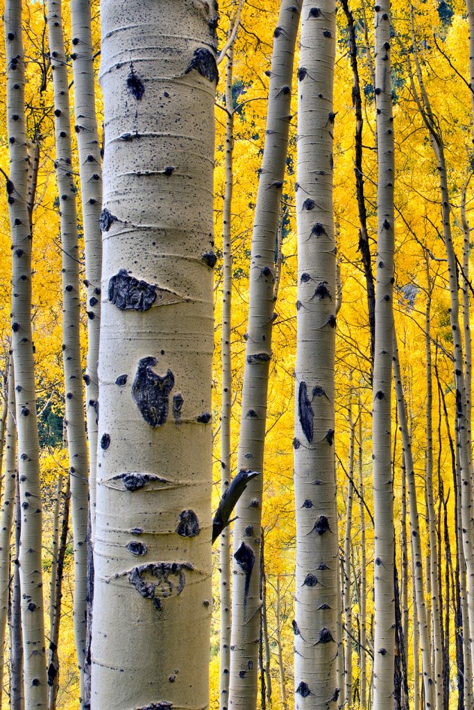 12 Best National Parks To Visit In The Fall - Rocky Mountain National Park Aspens