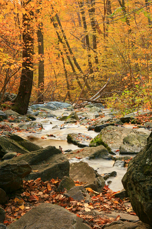 12 Best National Parks To Visit In The Fall - Shenandoah National Park Creek