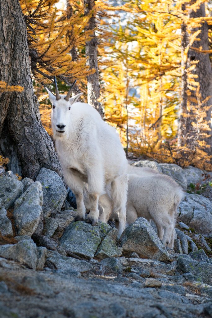 Best outdoor things to do during fall in Washington State - Backpacking in the Enchantments mountain goat