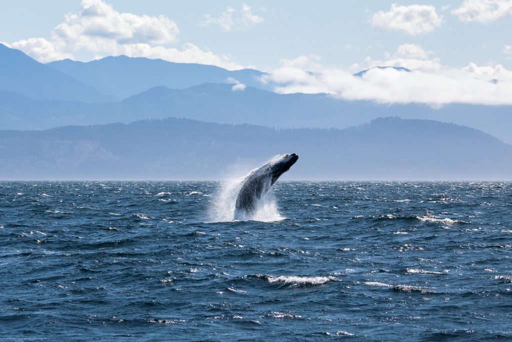 Best outdoor things to do during fall in Washington State - Whale watching humpback whales Washington