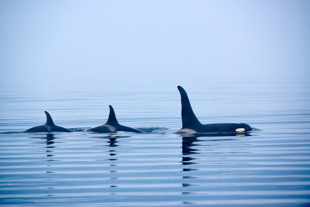 Best outdoor things to do during fall in Washington State - Whale watching orca whales Washington