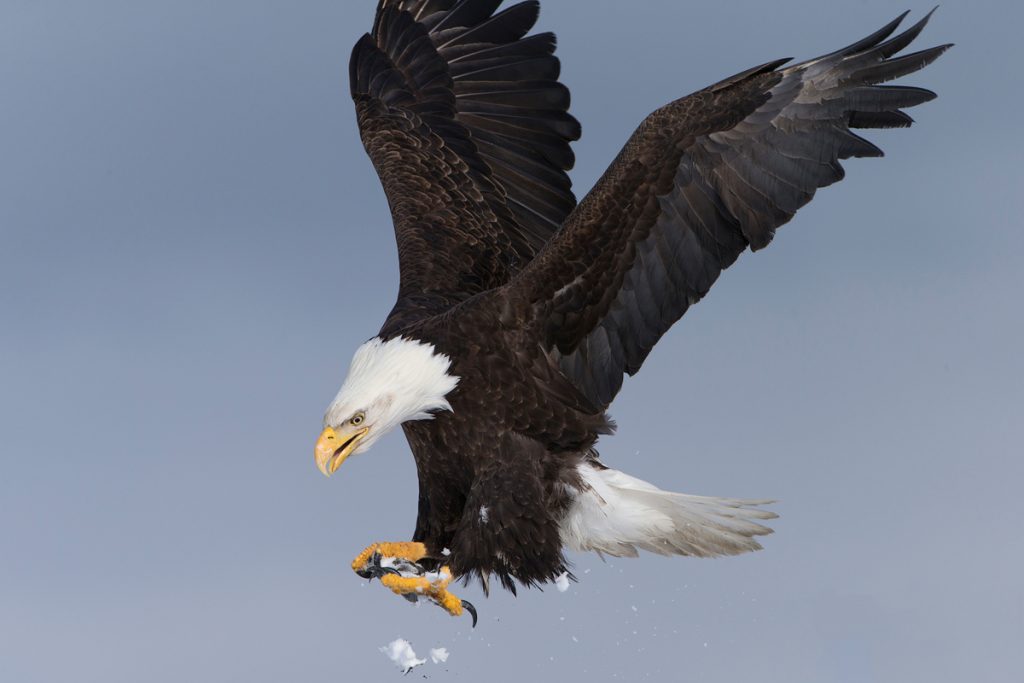 The Ultimate Guide to Exploring Kenai Fjords National Park - Bald Eagle