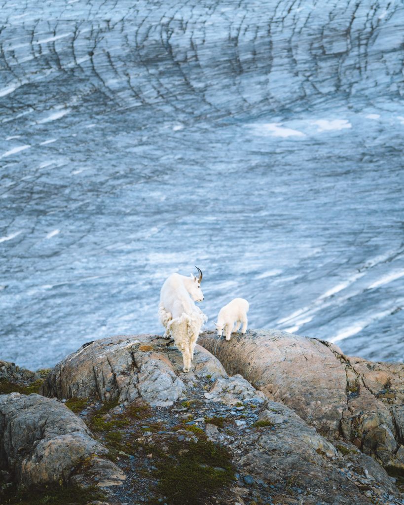 The Ultimate Guide to Exploring Kenai Fjords National Park - Mountain Goat Harding Icefield Exit Glacier