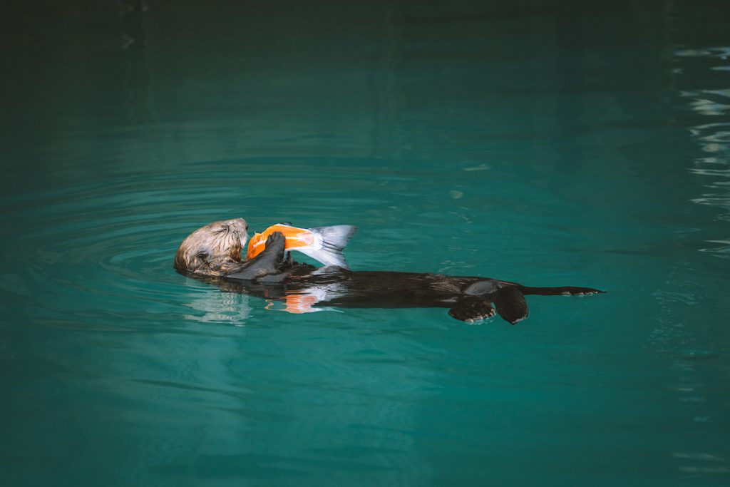 The Ultimate Guide to Exploring Kenai Fjords National Park - Otter eating salmon in Seward Alaska