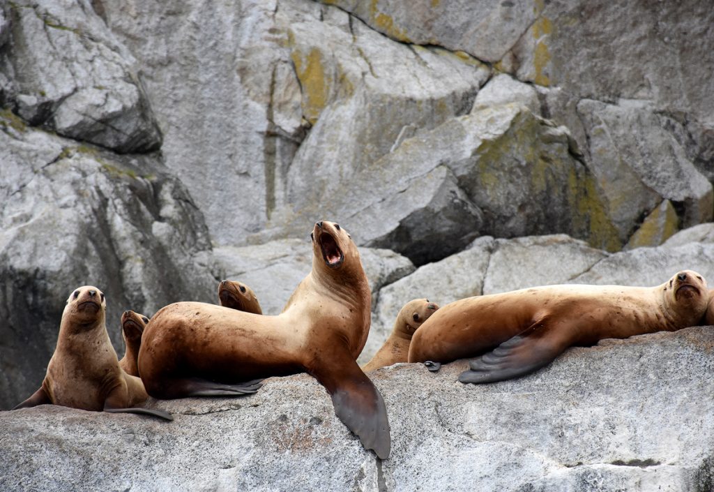 The Ultimate Guide to Exploring Kenai Fjords National Park - Seals spotted on a boat tour