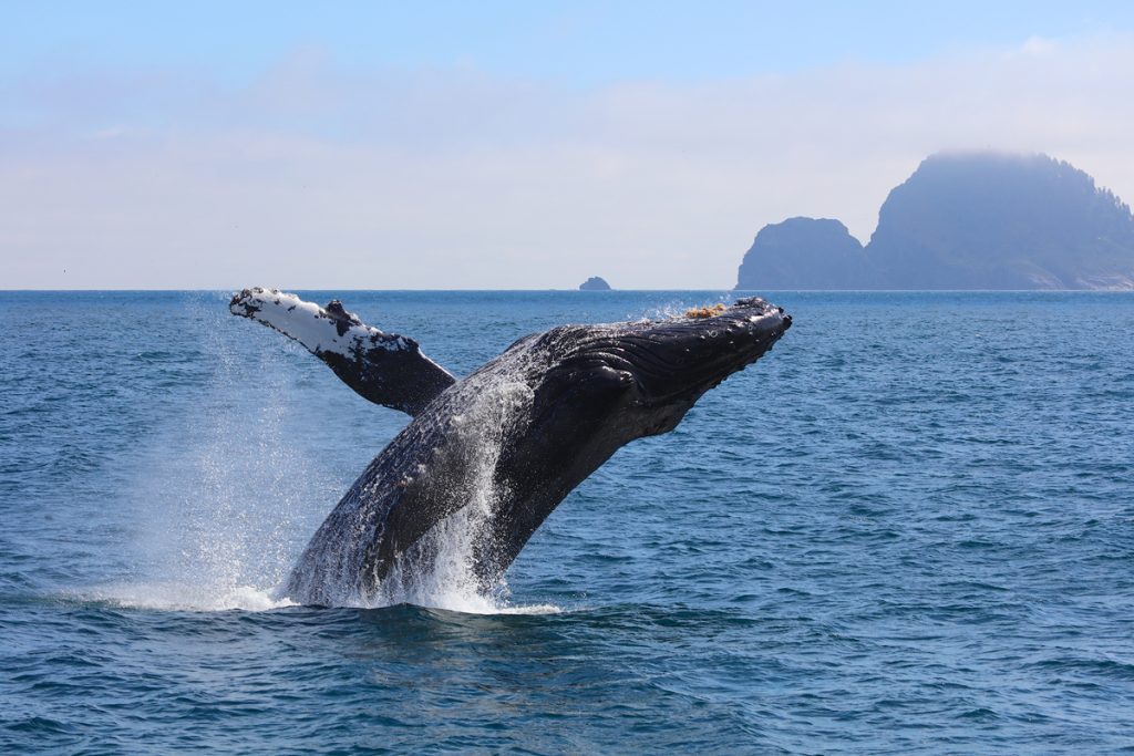 The Ultimate Guide to Exploring Kenai Fjords National Park - Whale Watching