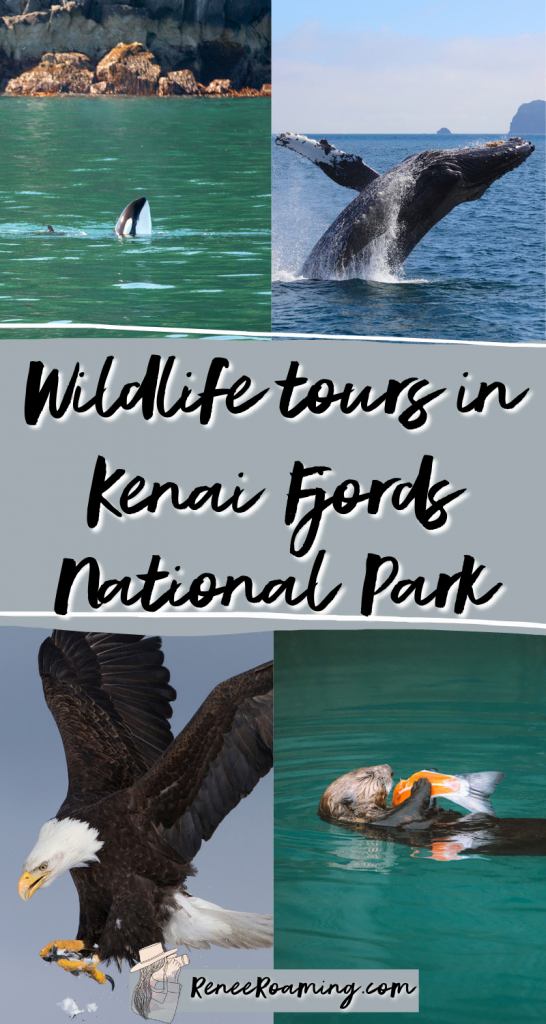Wildlife Tours in Kenai Fjords National Park - Renee Roaming