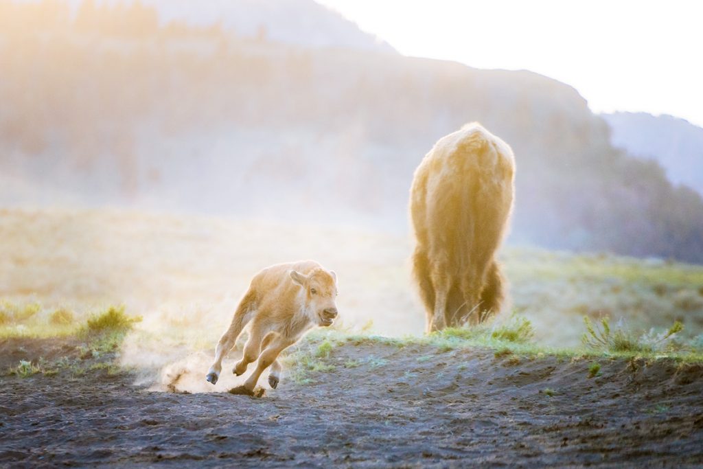 Ultimate Yellowstone National Park Guide and Itinerary- Baby Bison in Lamar Valley