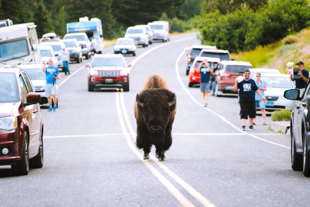 Bison Jam