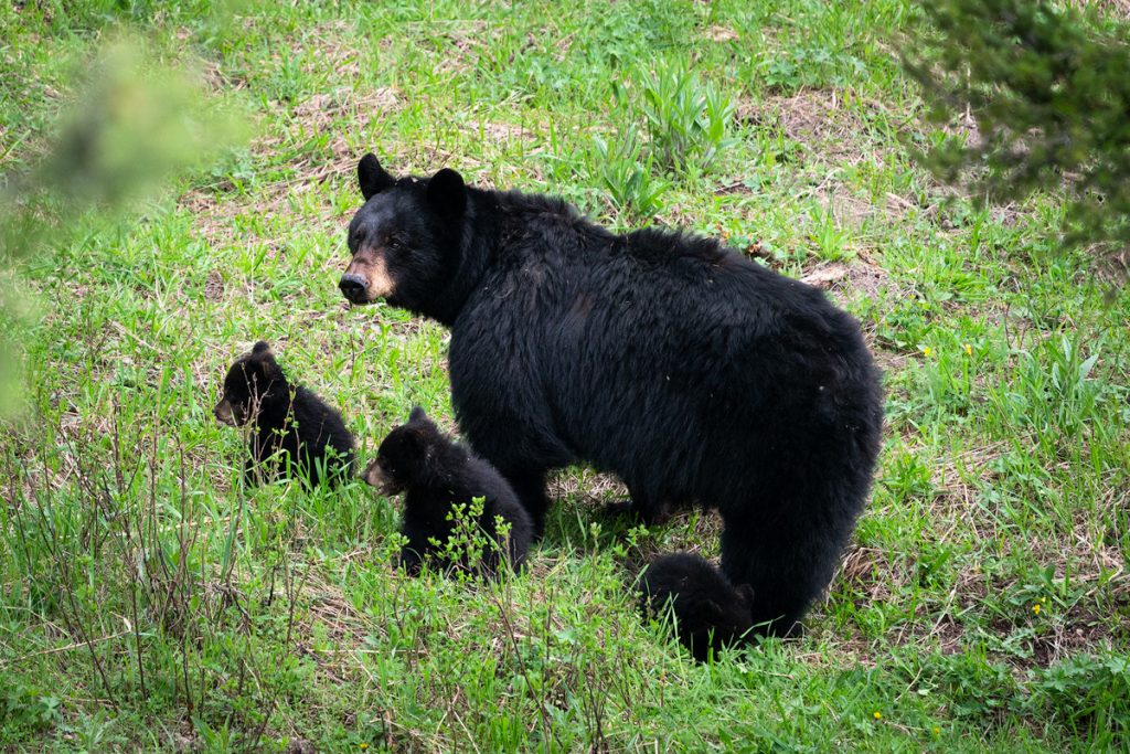Black bear and cubs