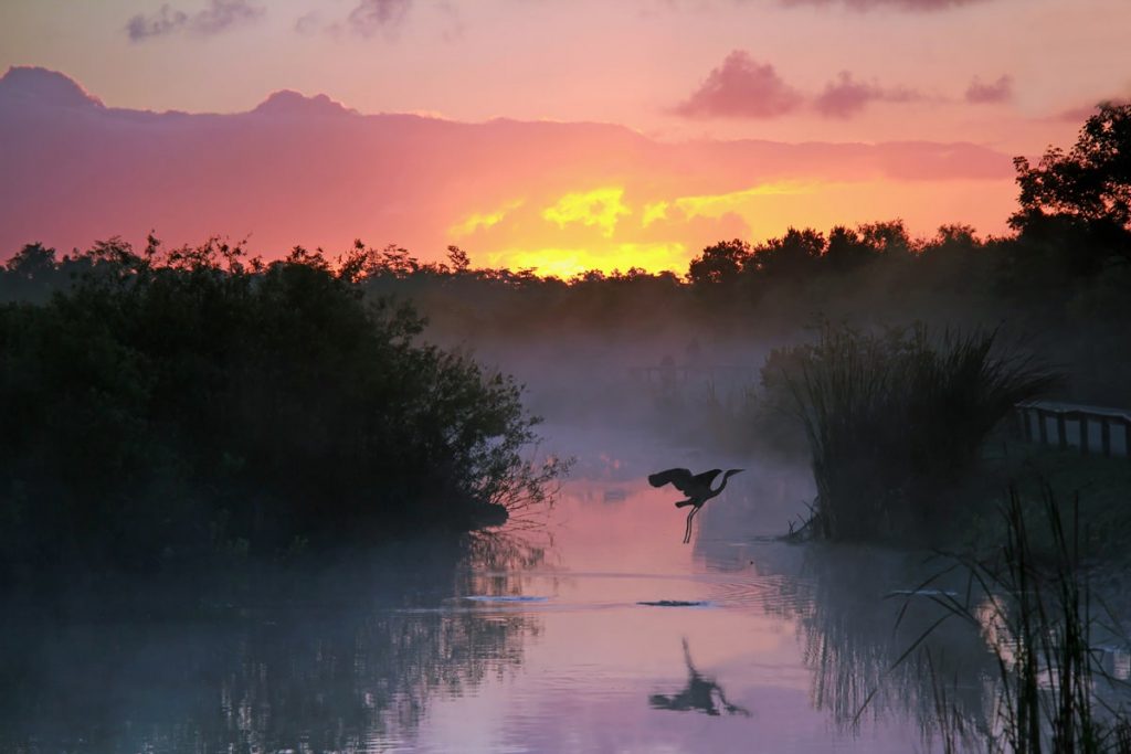 Everglades 