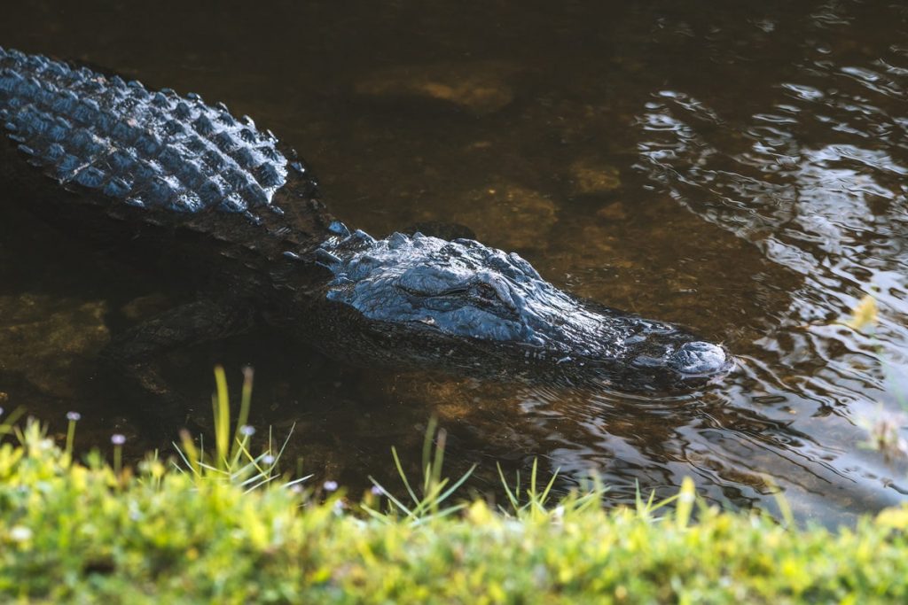 Everglades Alligator