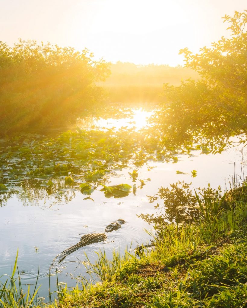 Everglades Sunrise