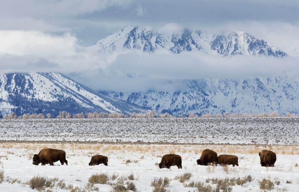 12 Best National Parks to Visit in Winter - Grand Teton National Park Bison