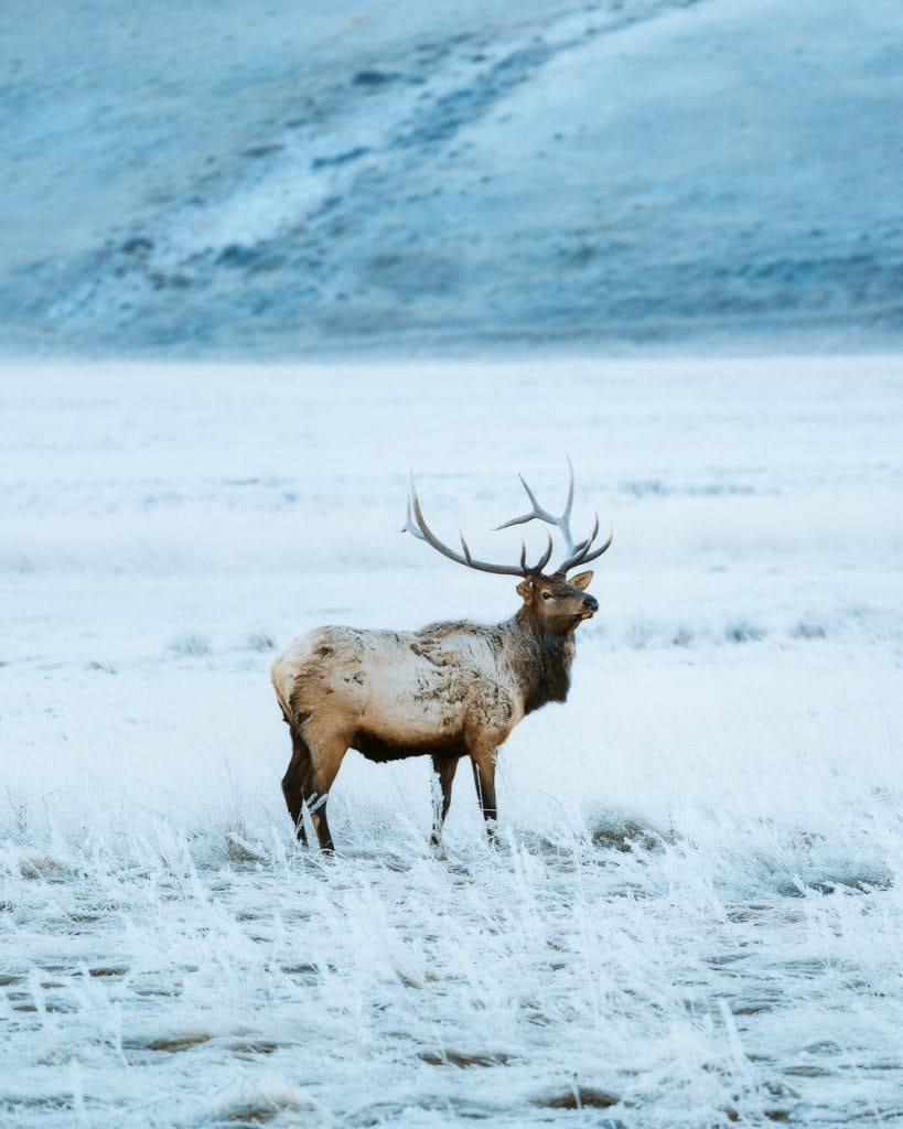12 Best National Parks to Visit in Winter - Grand Teton National Park Elk