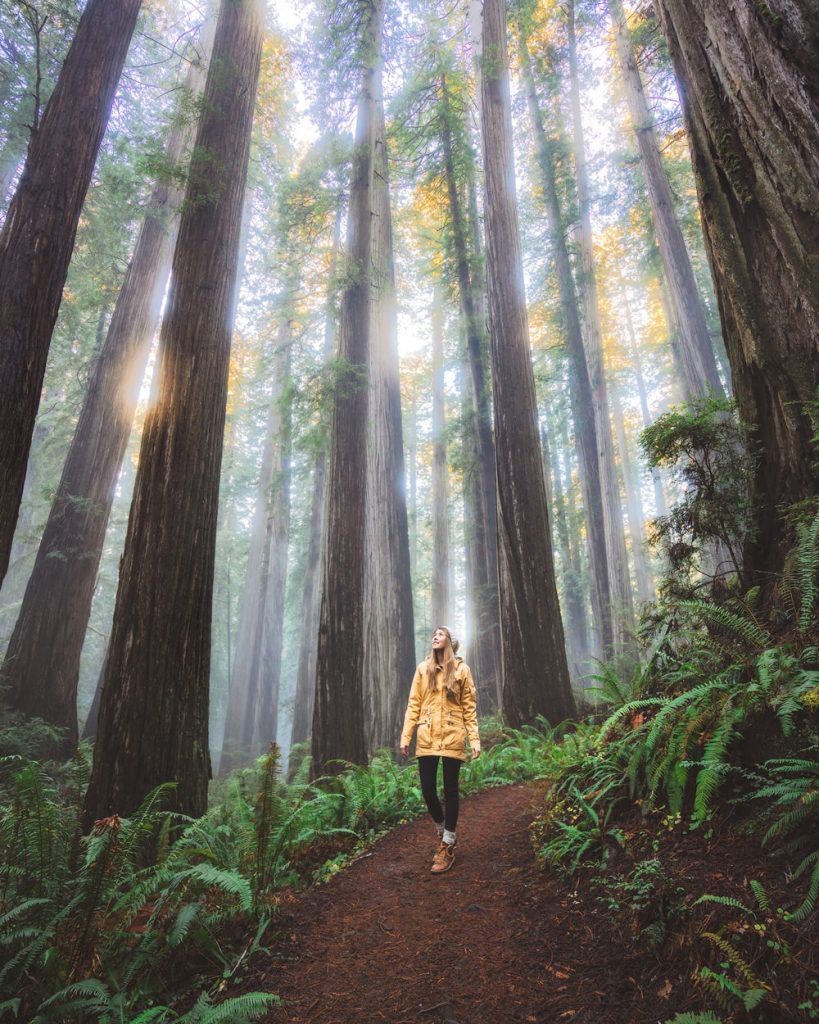 12 Best National Parks to Visit in Winter - Redwood State and National Parks Hiking