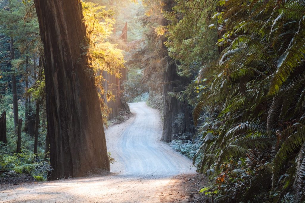 12 Best National Parks to Visit in Winter - Redwood State and National Parks Road