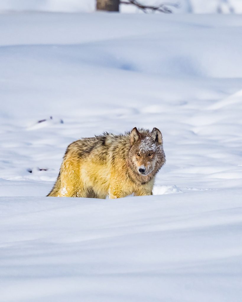 12 Best National Parks to Visit in Winter - Yellowstone National Park Wolf
