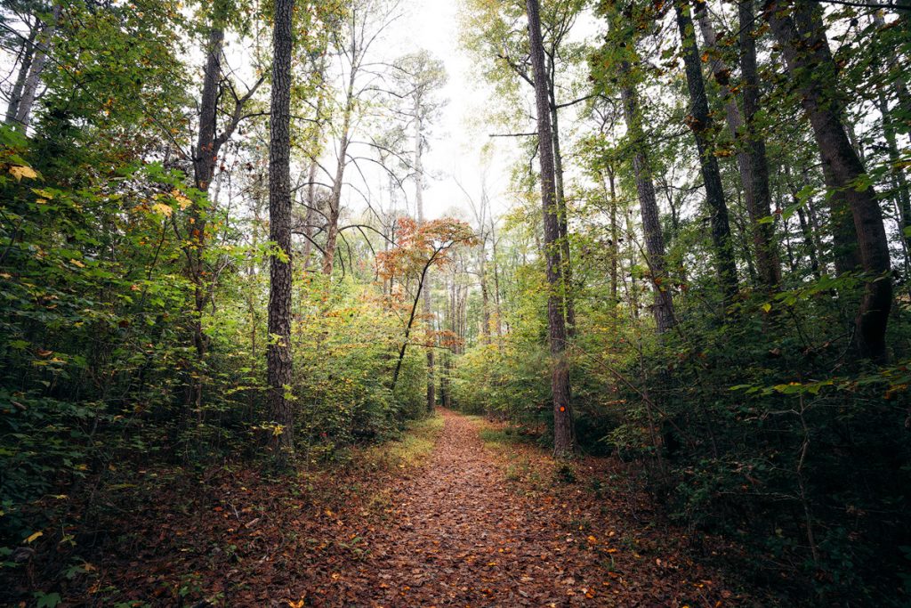 Williamsburg Virginia Guide and Itinerary - Bassett Trace Nature Trail