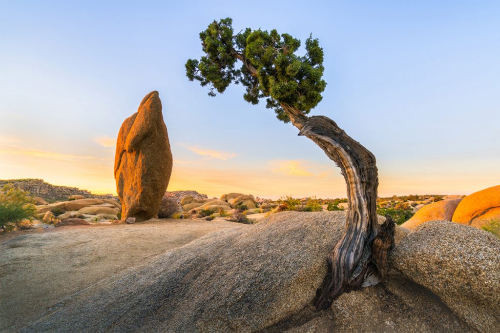 Best National Parks to Visit in Spring - Joshua Tree National Park Spring Travel Guide