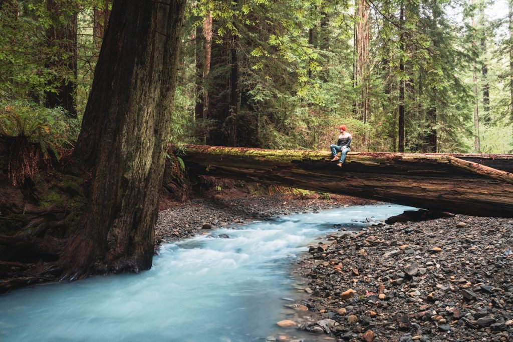 Best National Parks to Visit in Spring - Redwood National Park