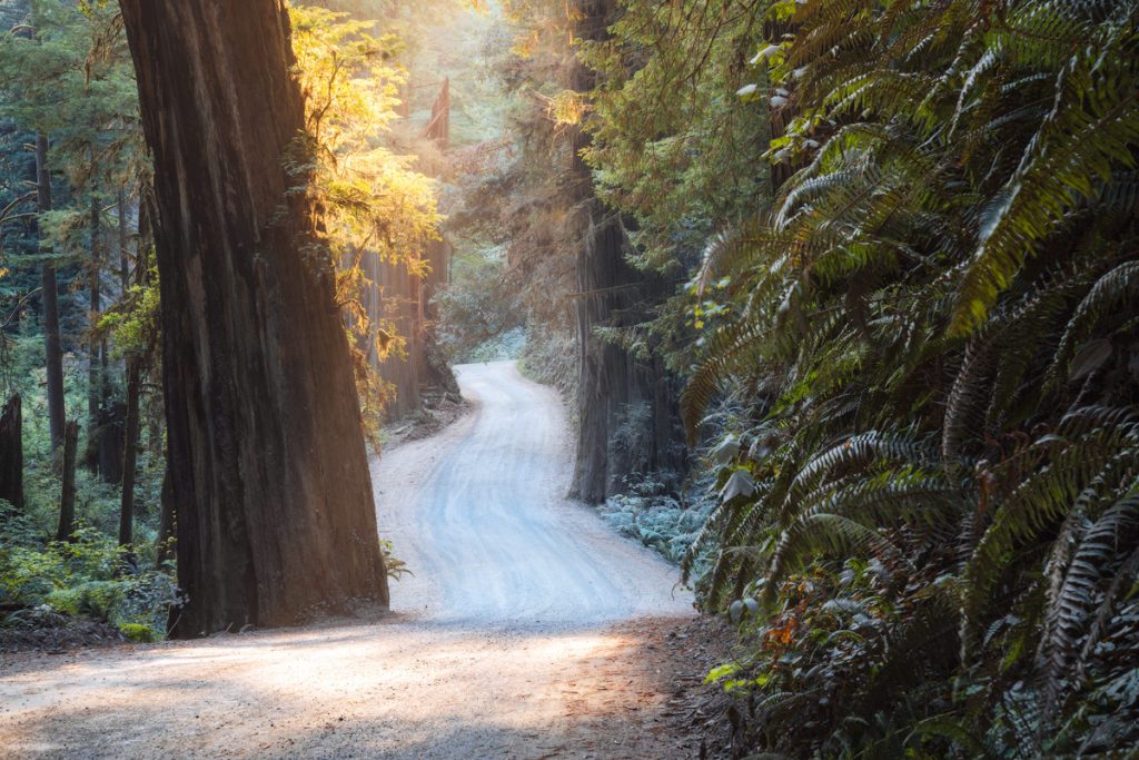 Best National Parks to Visit in Spring - Redwood National Park Driving