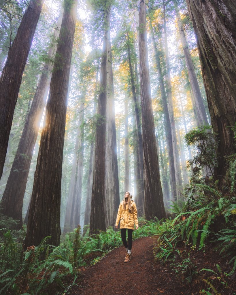 Best National Parks to Visit in Spring - Redwood National & State Parks