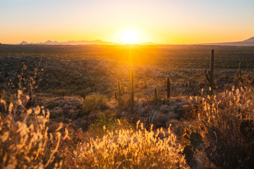 Best National Parks to Visit in Spring - Saguaro National Park