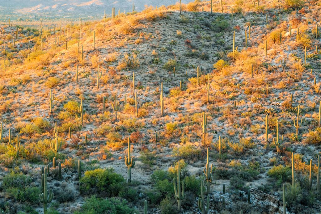 Best National Parks to Visit in Spring - Saguaro National Park Guide