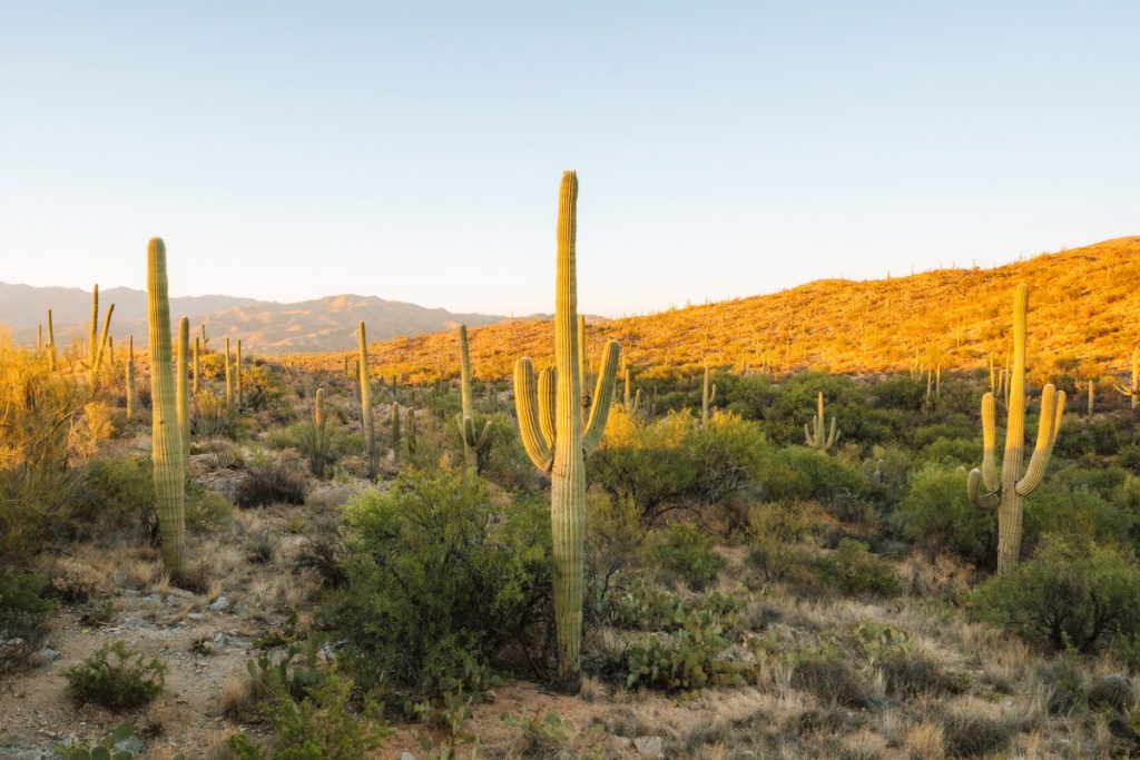 Best National Parks to Visit in Spring - Saguaro National Park Spring Travel Guide