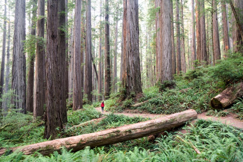 Best Spring National Parks - Redwood National & State Park Spring Travel Guide