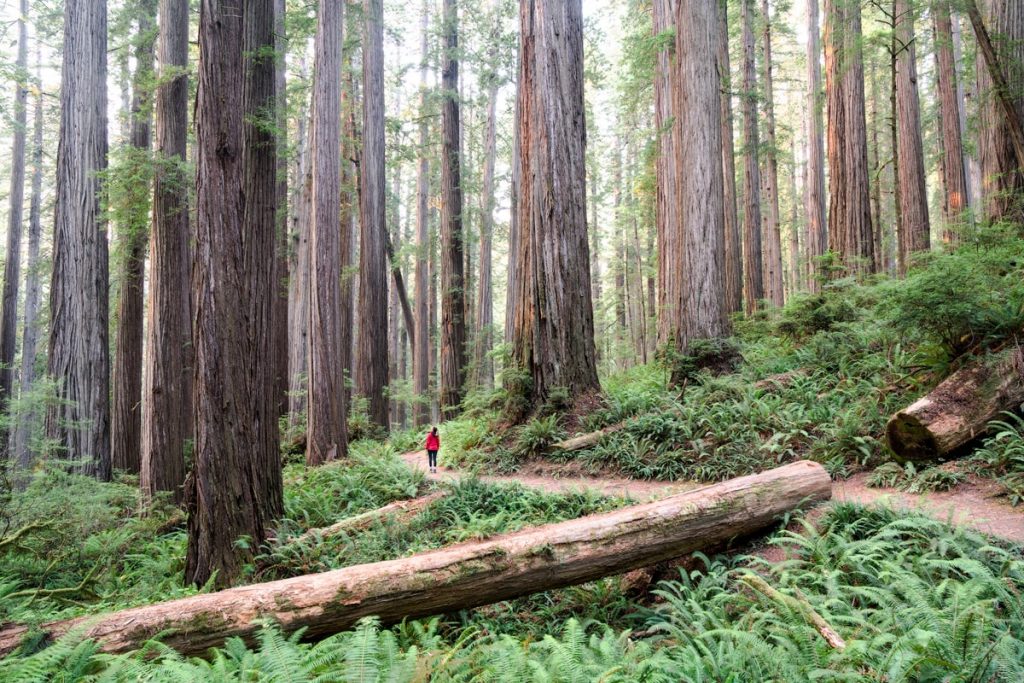 Redwood National Park